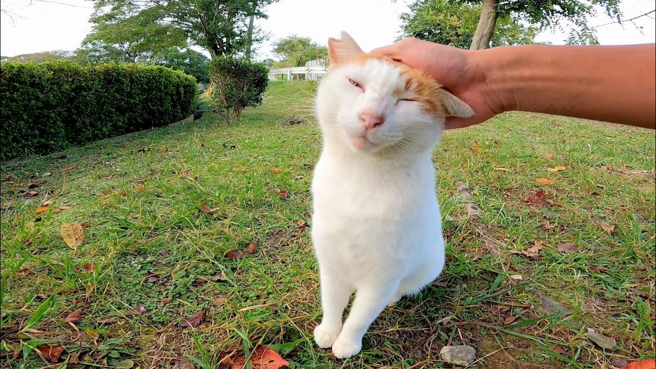 野良猫がモフられにやって来た