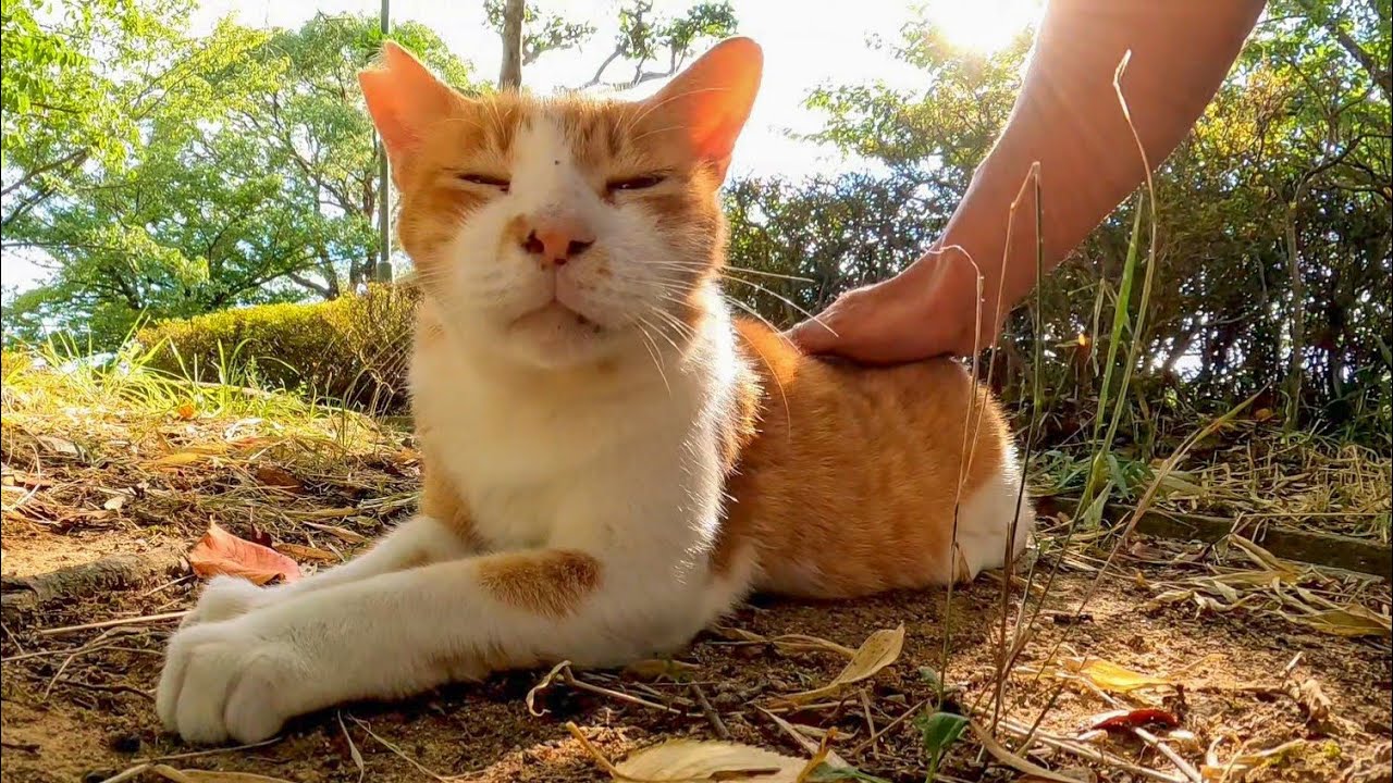 草むらで休んでいた猫に近づくとモフられに出てきてカワイイ