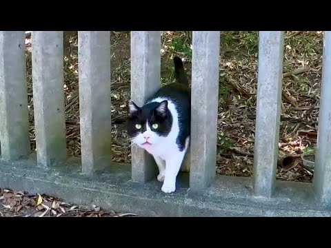 公園の猫が柵の向こうからモフられに出てきた