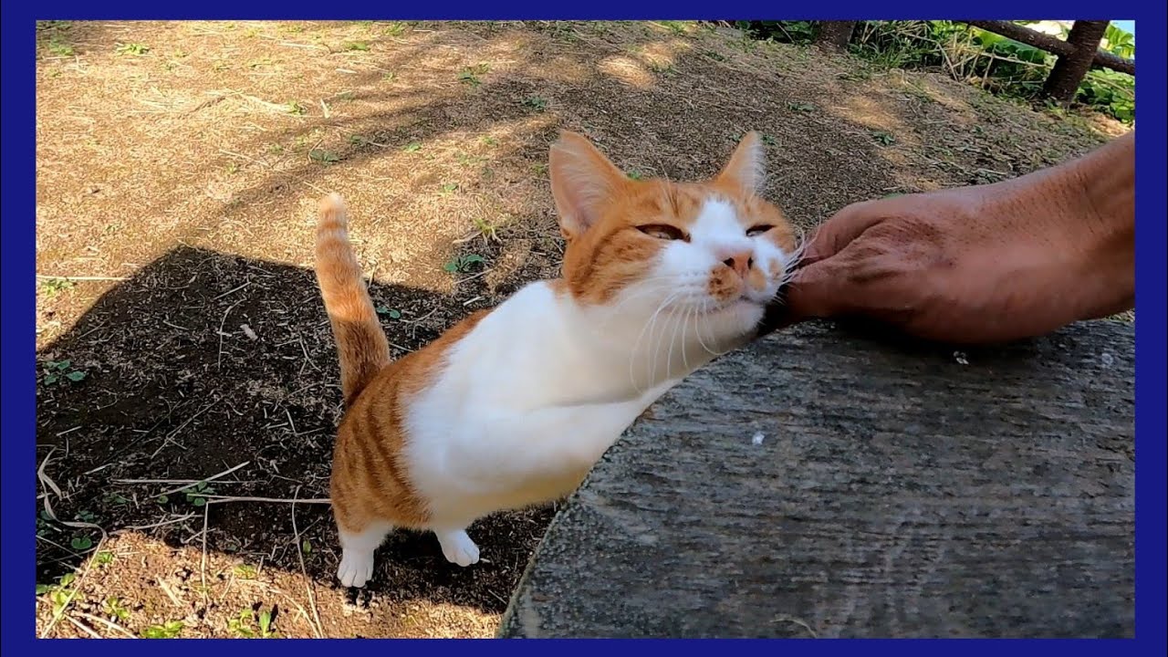 木陰で寝ていた野良猫をナデナデしたらゴロゴロと懐いてきた