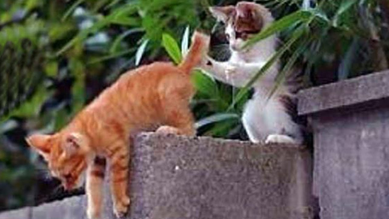 Funny Cats Guaranteed To Make You Laugh Until Your Lungs Are Out