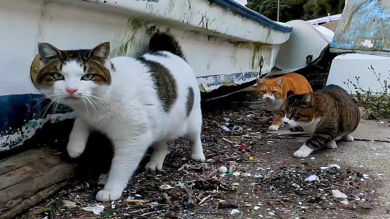 漁港で舟の下に潜んでいる野良猫達をナデナデしてきた