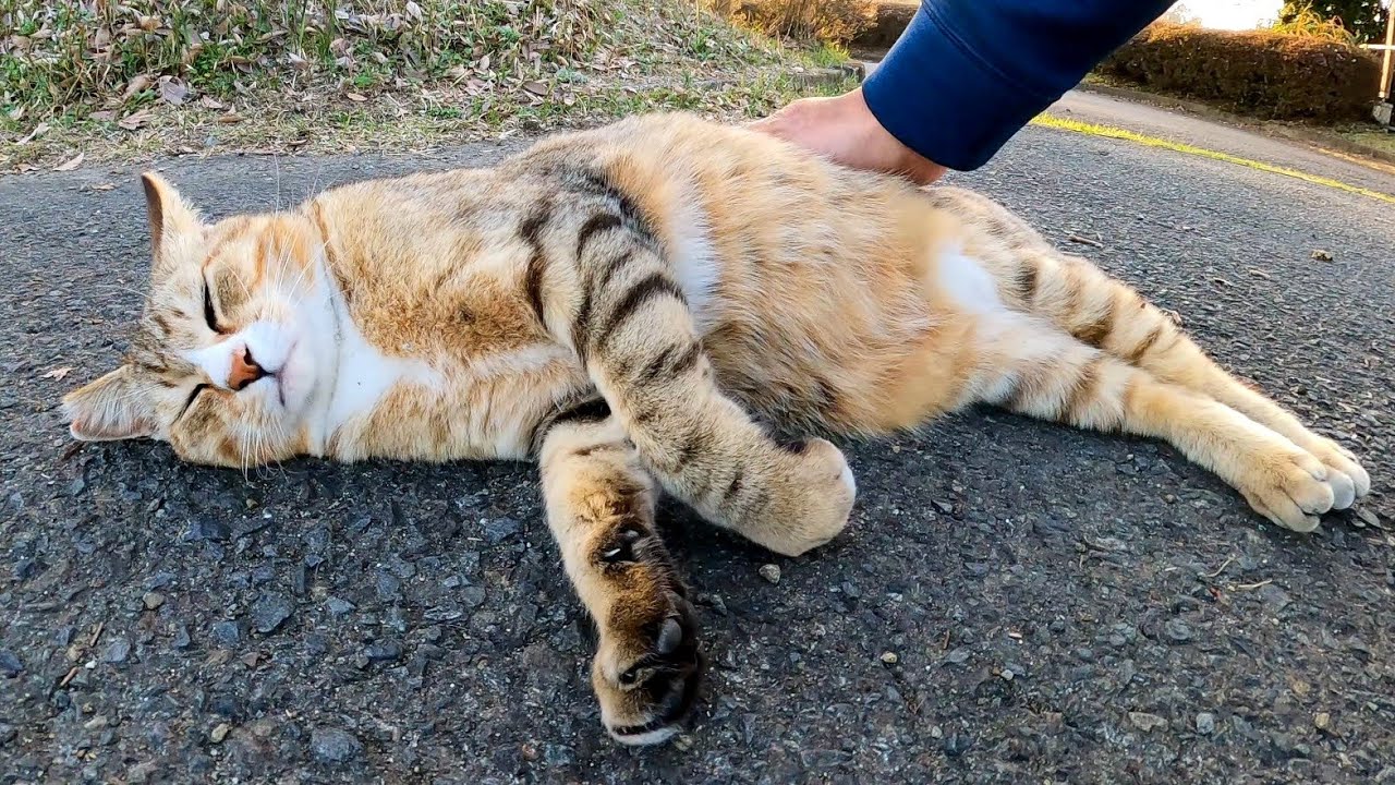 公園の小屋の裏で見掛けた猫、最初は逃げたけど撫でるとゴロゴロ喜んでカワイイ