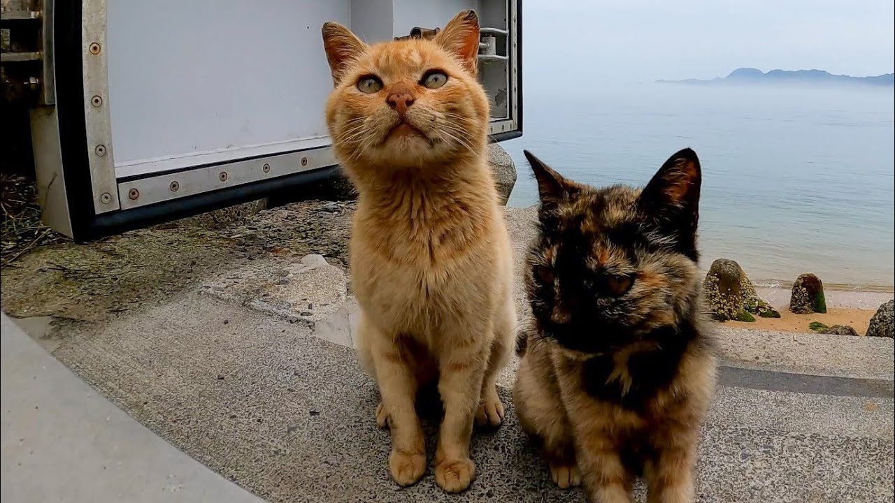 防波堤に茶トラ猫を見掛けたので近づいてみると次々と猫が集まってきて大規模な猫集会になった