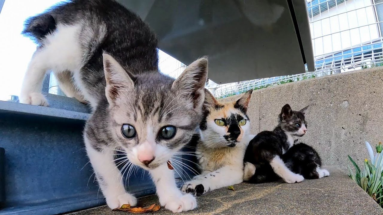 漁港で見掛けた猫の親子が可愛過ぎる