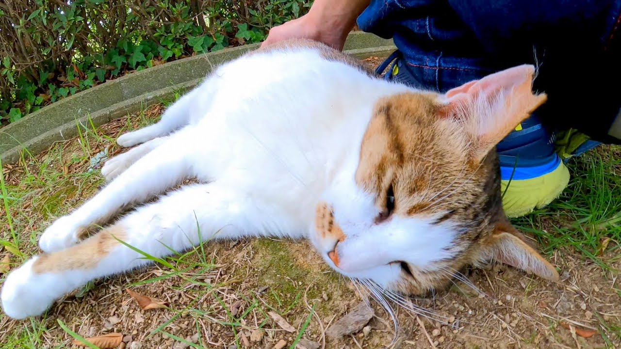 溝の中で寝ていた猫に近づくとモフられに出てきた